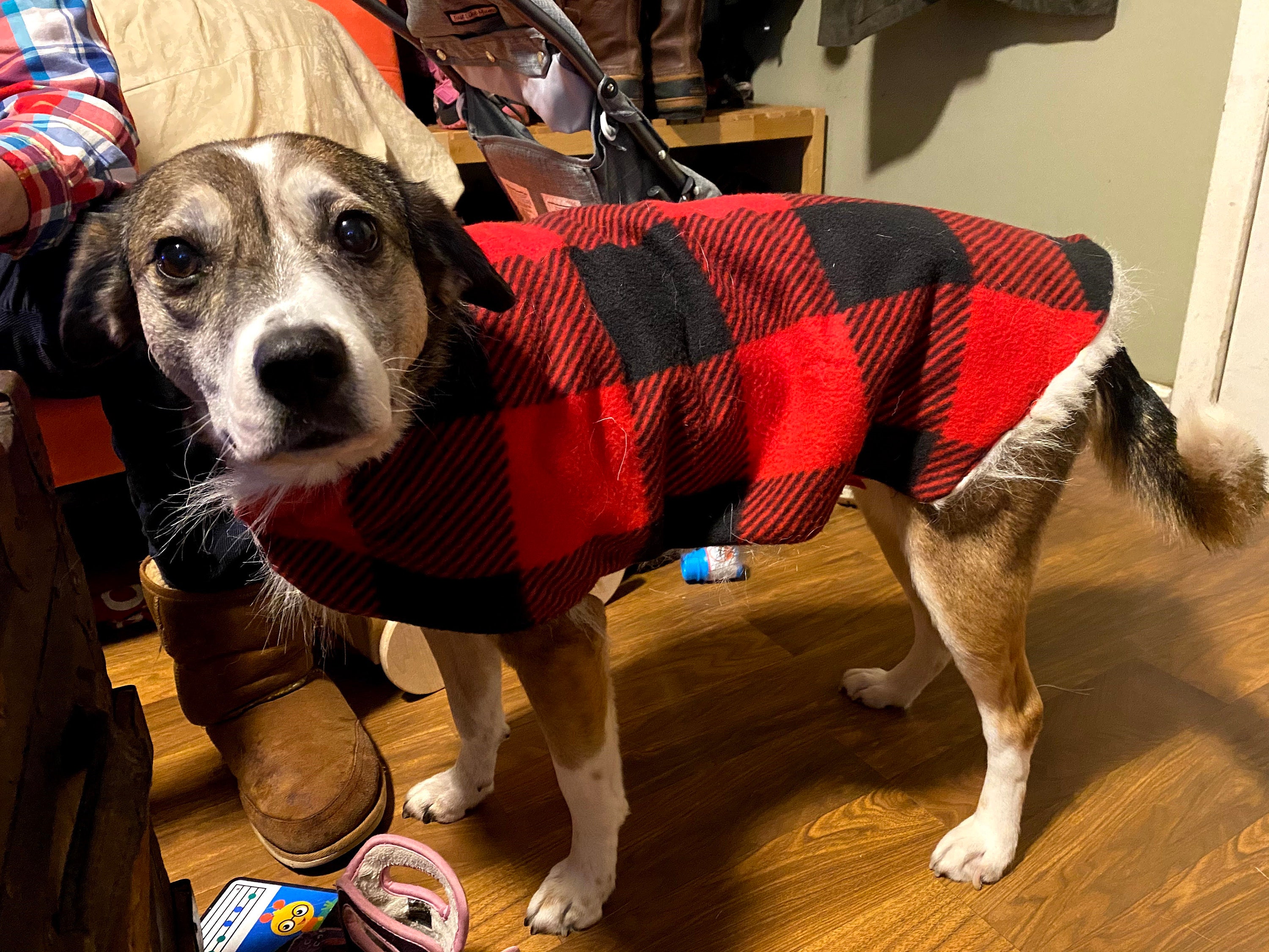 Why Do Dogs Hate Sweaters