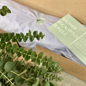 Shower Eucalyptus Bundle - Fresh Cut Eucalyptus - Etsy