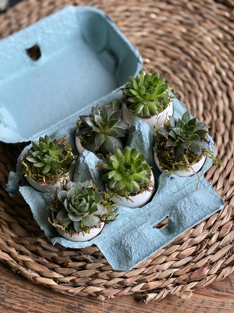 The Florist's Daughter Succulent Box - Thumbnail 5