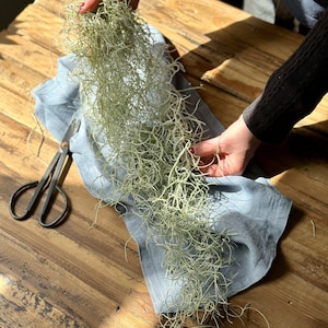 Hanging Air Plant - Spanish Moss - TILLANDSIA