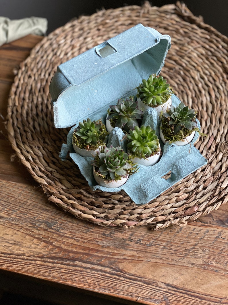 The Florist's Daughter Succulent Box - Thumbnail 4
