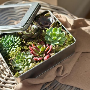 May include: A silver metal box with a clear lid filled with a variety of small green succulents and moss.