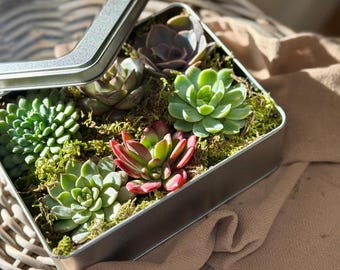 Clear Lidded Succulent Tin