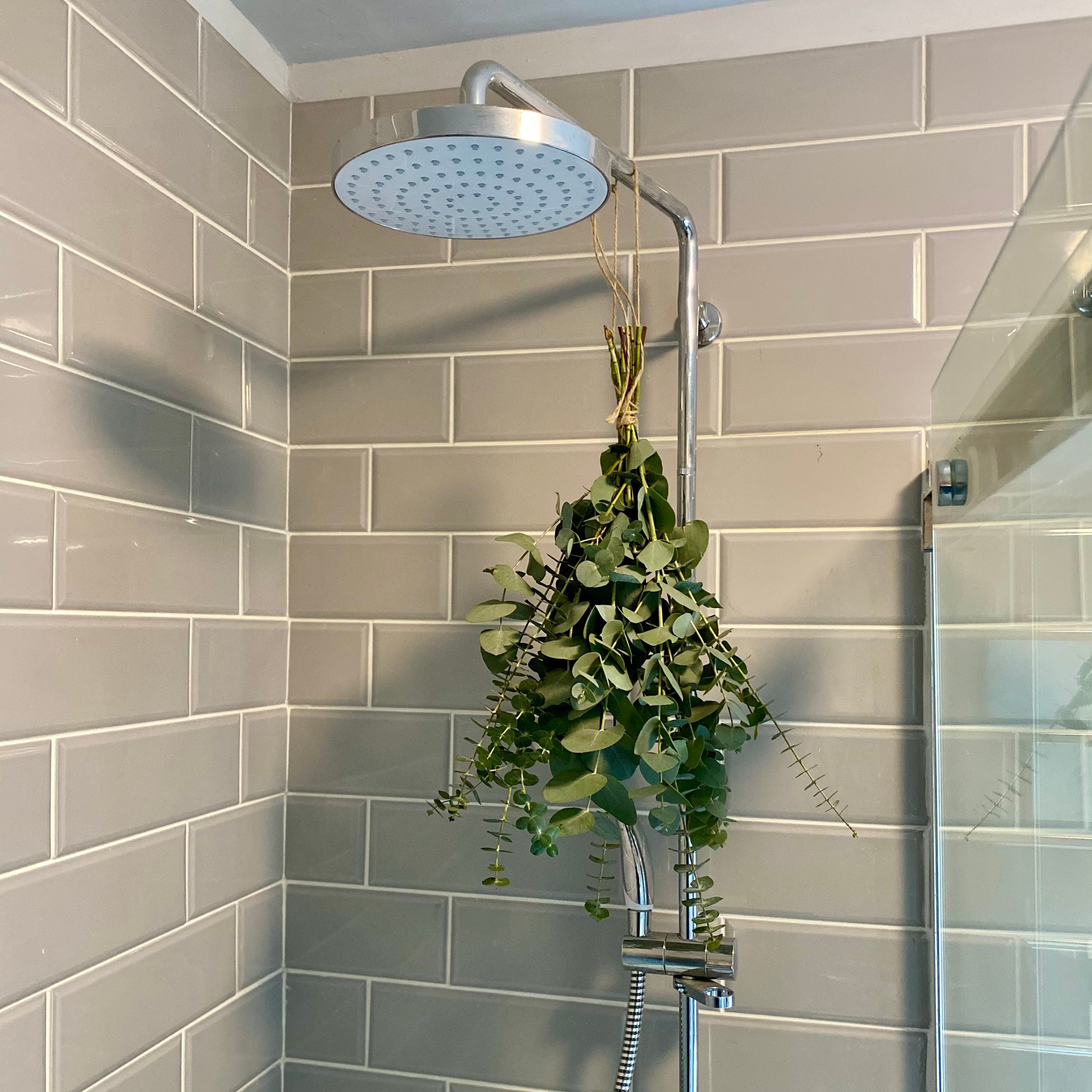 Shower + Eucalyptus in 2023  Aesthetic bathroom, Bathroom