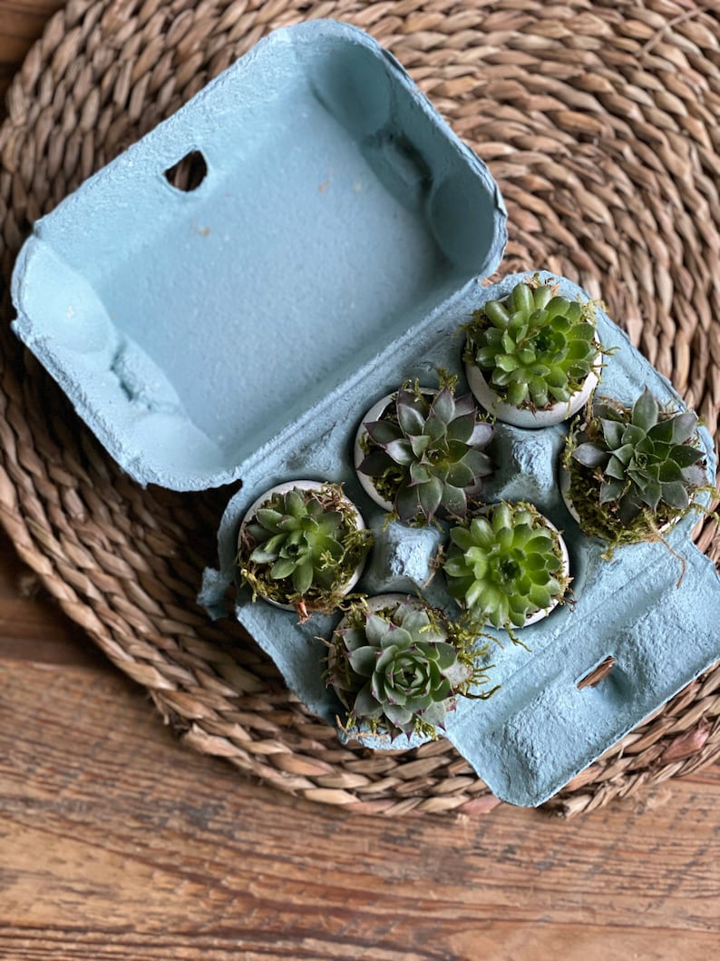 The Florist's Daughter Succulent Box - Thumbnail 2