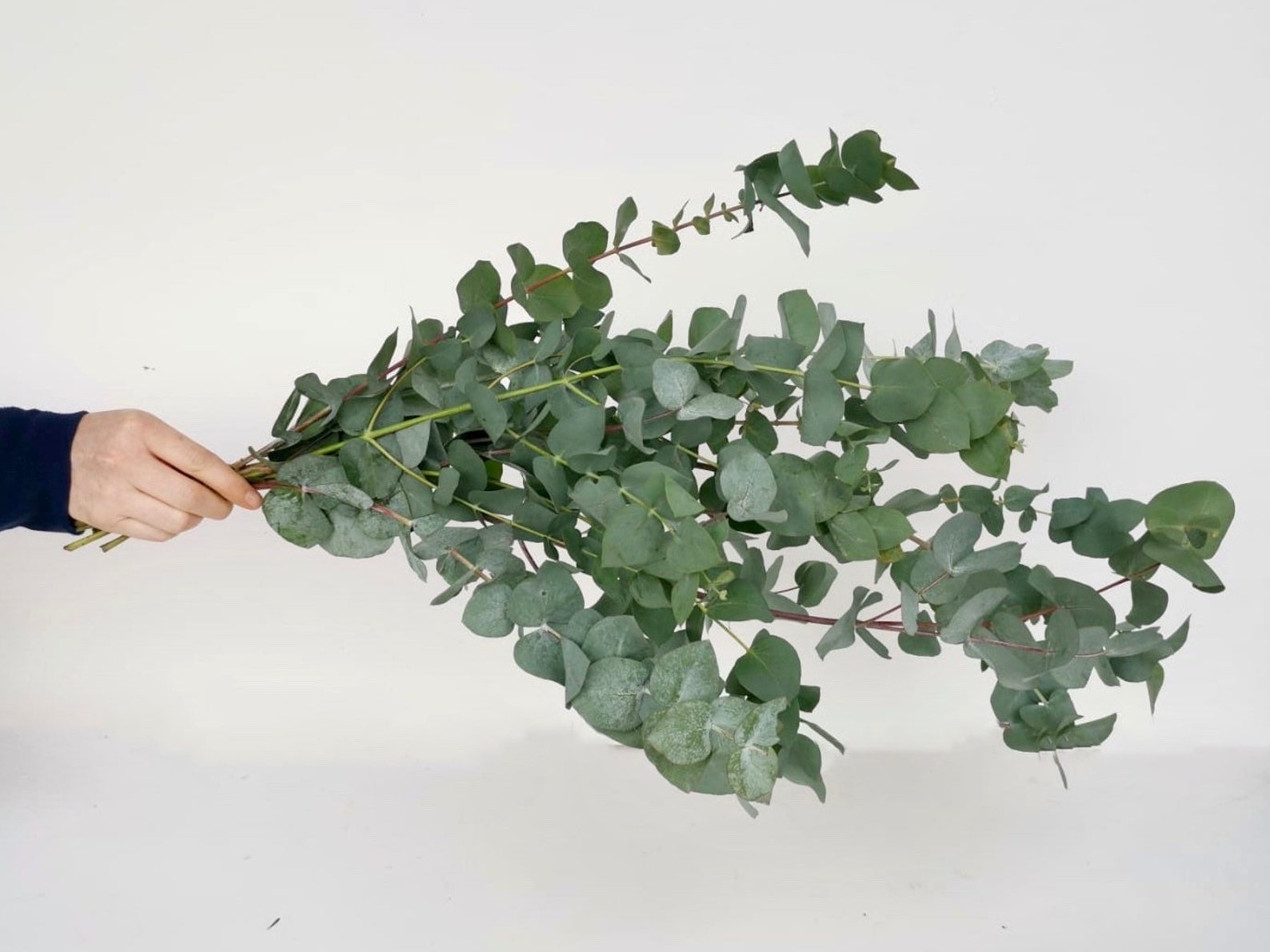 Fresh Cut Stems Eucalyptus Cinerea Etsy