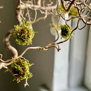 May include: A decorative twig branch with green moss balls hanging from it. The branch is against a white wall with a window in the background.