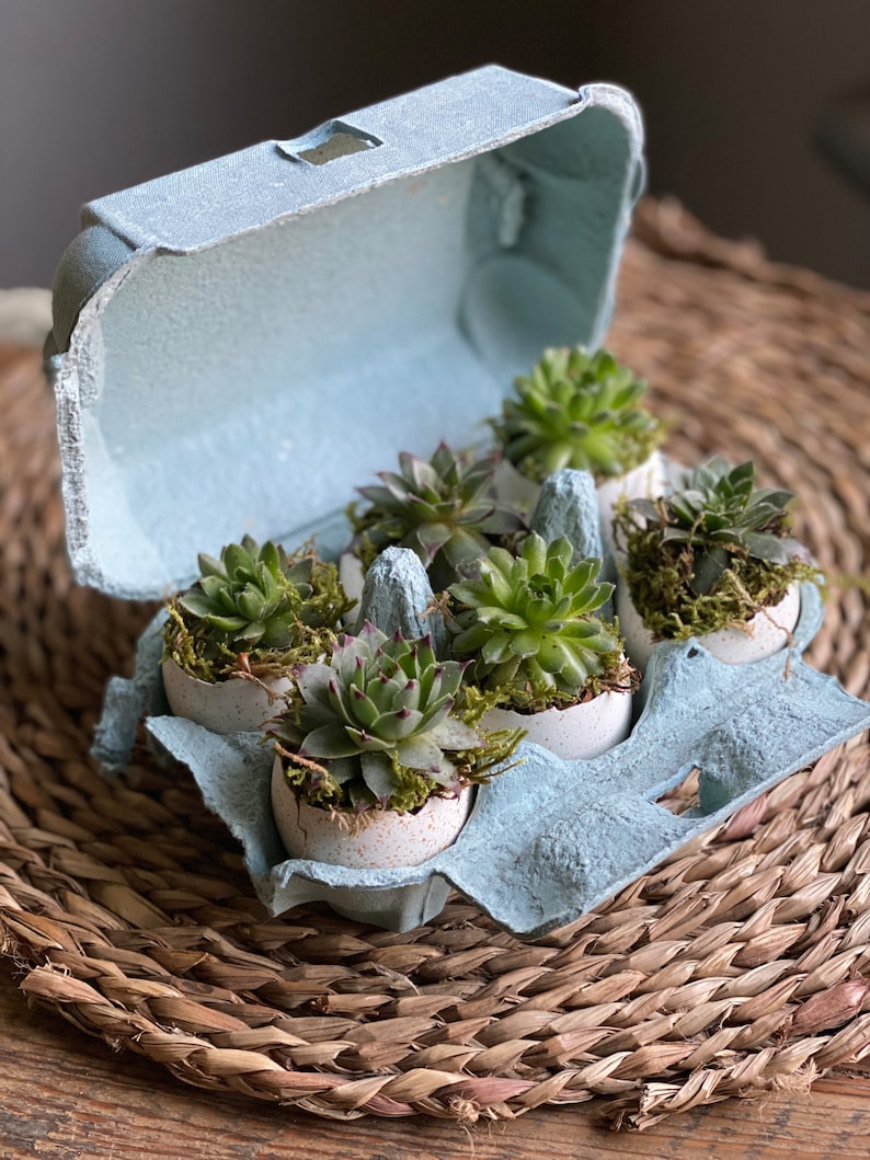 The Florist's Daughter Succulent Box - Thumbnail 3