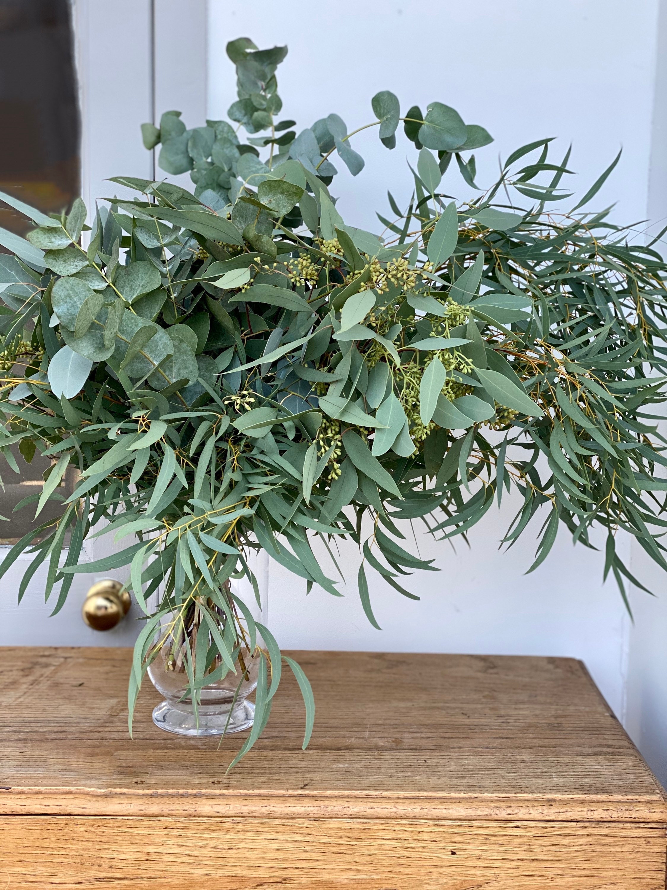 Fresh Cut Stems of Mixed Varieties of Eucalyptus Etsy UK