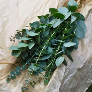 Shower Eucalyptus Bundle - Fresh Cut Eucalyptus - Etsy