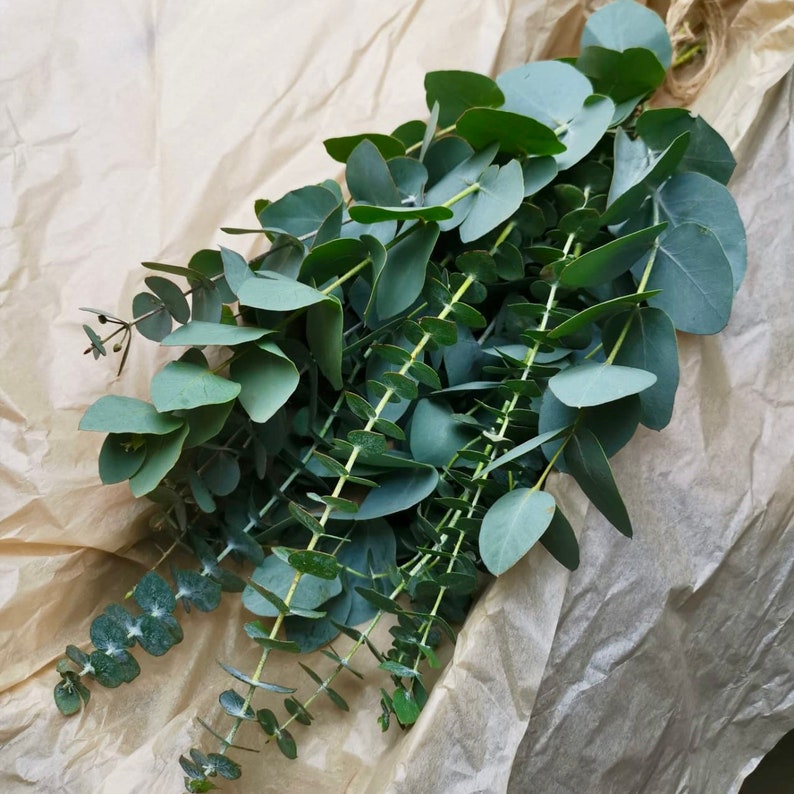 Shower Eucalyptus Bundle Fresh Cut Eucalyptus Etsy
