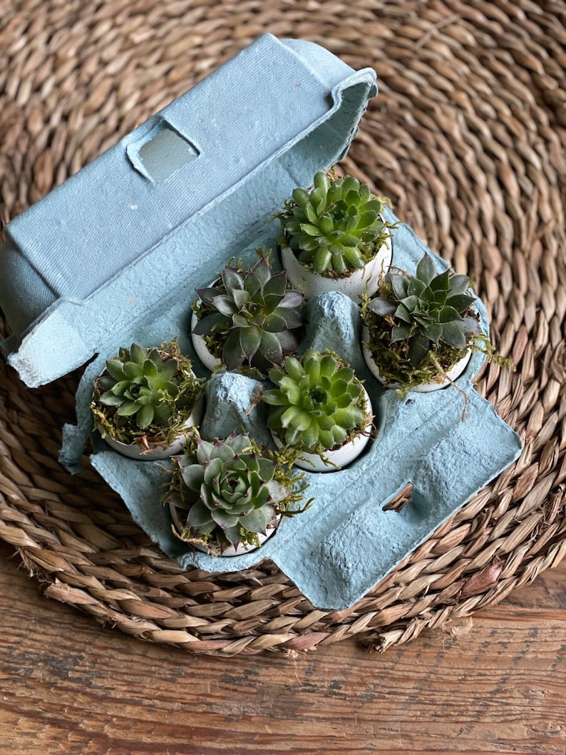 The Florist's Daughter Succulent Box