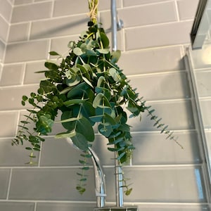 Shower Eucalyptus Bundle - Fresh Cut Eucalyptus - Etsy UK