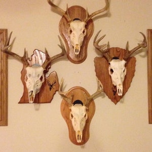 Oak Skull Mounted Plaque with Customizable Options | Traditional, Michigan, or Arrow Styles