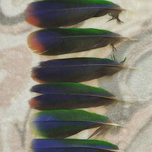 Eclectus feathers