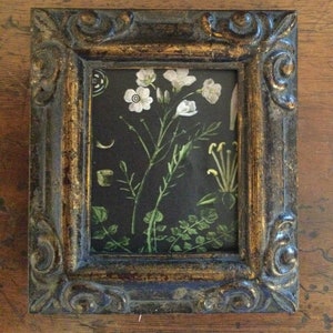 HAND PAINTED MINIATURE on print of floral study