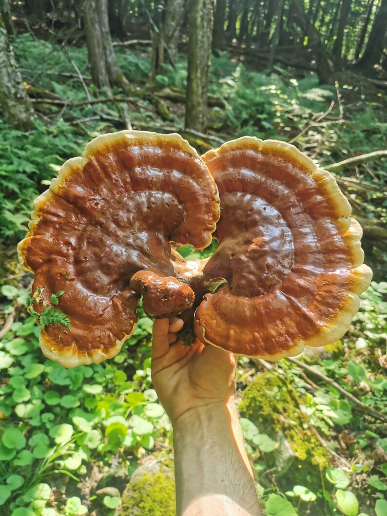 Dried Sliced Reishi ganoderma Tsugae, Dried Medicinal Wildcrafted