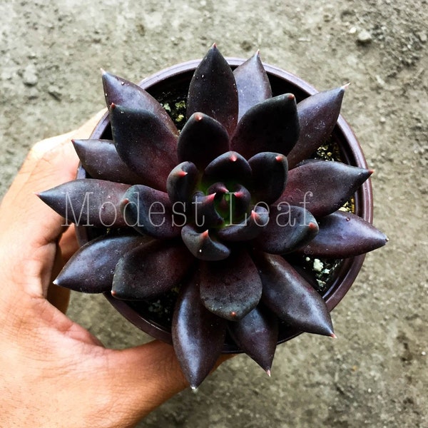 LIMITED Black Knight Succulent Dark Black Echeveria Black Knight Succulent Plant Echeveria Dark  Hybrid Rare Plant Gift for Him