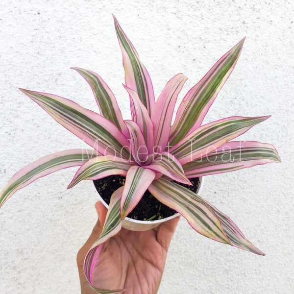 Live Pink Plant, Tradescantia, Moses in the Cradle, Purple Plant, Tradescantia Spathacea, Rhoeo Discolor Tricolor, Home Living