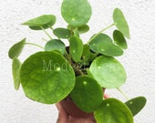 SALE Pilea Peperomioides Chinese Money Plant Pancake Plant, UFO Plant, Rare Plant, Houseplant, Live Plant, Pilea Peperomioides Plant