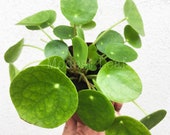 LIMITED Pilea Peperomioides Chinese Money Plant Pancake Plant, UFO Plant, Rare Plant, Houseplant, Live Plant, Pilea Peperomioides Plant