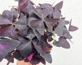 LIMITED Cute Purple Shamrocks Oxalis Triangularis Oxalis Lucky Plant Love Plant Wood Sorrel House Plant Home Decoration Ground Cover