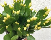 Spring Cactus Rhipsalidopsis Gaertneri Easter Cactus Succulent Plant Exotic Live Succulent Head Plant Gift for Her Hatiora Gaertneri CREAM