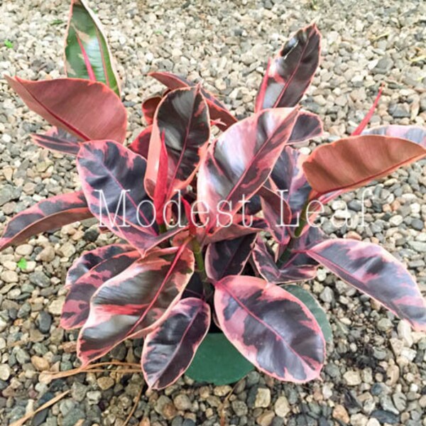 Ficus Elastica Decora Tineke Pink FICUS Decora Ruby Pink Rubber Plant Houseplant Small, Medium, Large Desk Pink Variegated Plant Live Plants