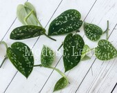 Silver Pothos CUTTINGS Satin Pothos, Silk Pothos, Silver Philodendron Argyraeus Cuttings