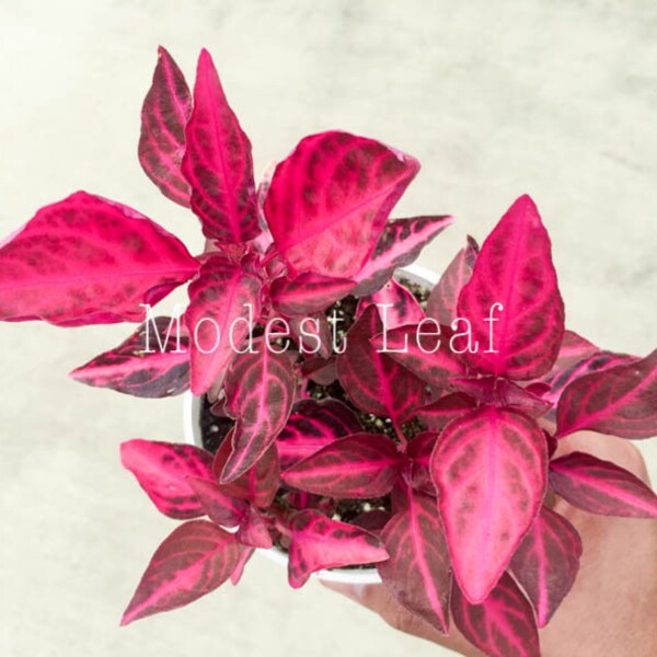 Iresine Herbstii Easy Care Plant Bright Bloodleaf Plant Bright Plant Unique Plant Live House Plant Office Plant Desk Plant in 4" inch Pot