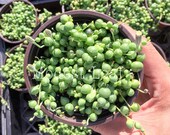 LIVE String of Pearls Succulent Succulent Senecio Rowleyanus String of Beads Plant Succulent Vine String of Pearl Plant Gift House Decor
