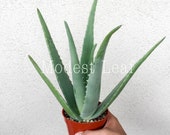 Medium Large Aloe Vera Plant Plants Aloe Vera Curative 4-inch Pot 8 quot Tall Medicinal Aloe Vera, Aloe Plant, AloeVera var chinensis, Aloe Vera