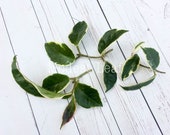 Hoya Carnosa CUTTINGS Hoya Tricolor Cuttings