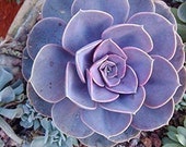 Healthy Succulent Lavender Purple Echceveria Parle Von Nurnberg Succulent Plant Echeveria PVN Hybrid Purple Wedding Rare Plant Gift