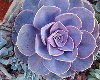 succulent plant etsy
