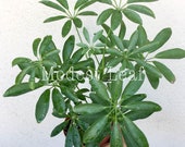 Schefflera Arboricola Dwarf Umbrella Tree, Beautiful Foliage House Live Plant Office Plant Indoor Plant, Money Tree, Apartment Decor