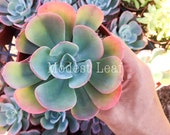 SALE Echeveria Blue Sky, Pink Tip Succulents, Green Pink Orange Rainbow Succulent, Rare Succulent Plant, Succulent Wedding Favor Plant Gift