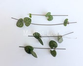 Ceropegia Woodii String of Hearts CUTTINGS Non Variegated String of Hearts Cuttings