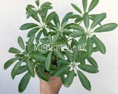Dwarf Umbrella Tree, Schefflera Arboricola Beautiful Foliage House Live Plant Office Plant Indoor Plant, Money Tree, Apartment Decor