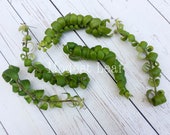 Curly Lipstick CUTTINGS Aeschynanthus Cuttings