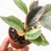 CUTE Variegated Rubber Plant FICUS Tineke Rubber Tree Plant Ficus Elastica Decora Tineke Houseplant Easy to Grow Plant Live Plant Gift