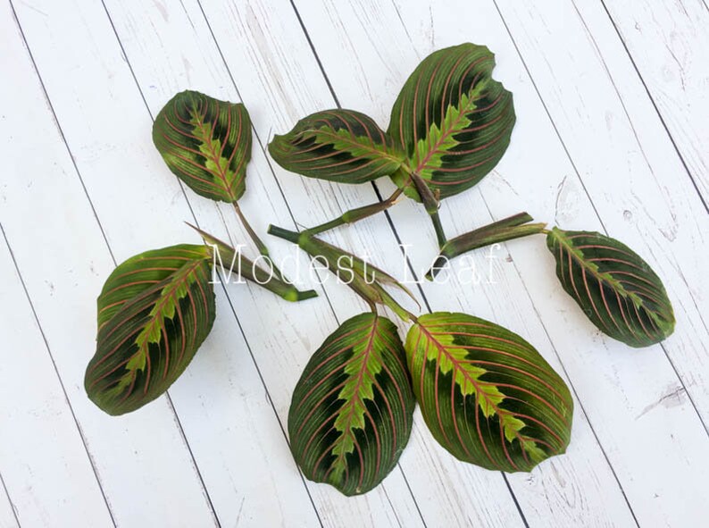 Maranta Red CUTTINGS Prayer Plant Cuttings