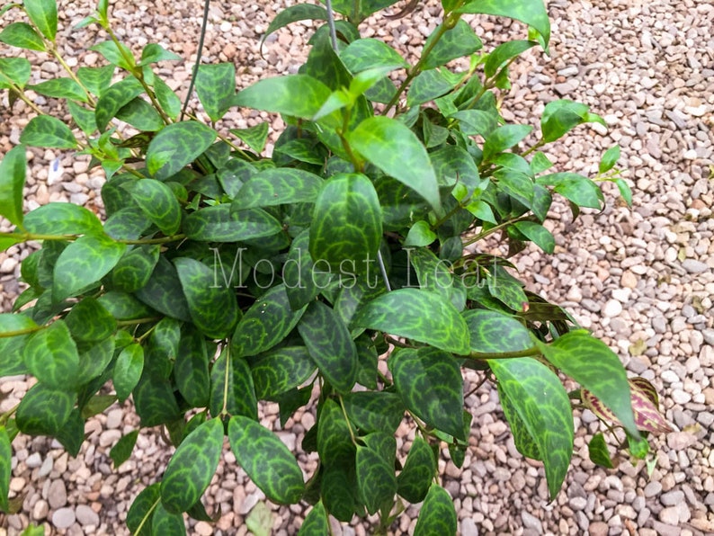Rare Zebra Basket Vine Aeschynanthus Marmoratus Hanging Vine Plant Indoor Plant Gift Lipstick Plant Black Pagoda Easy Care Plant 6INCH
