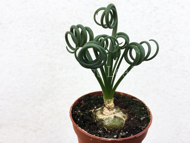 LIMITED Frizzle Sizzle Plant Albuca Spiralis LIVE Plant House Plant Frizzle Sizzle Plant Unique Curly Foliage Bulb Plant Plant Gift