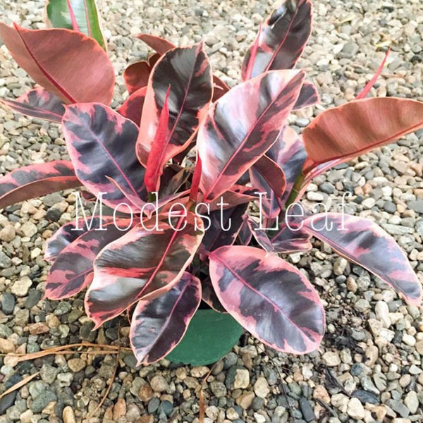 CUTE Pink Plant Pink Ficus Elastica Decora Tineke Pink Decora Ruby Pink Rubber Plant Plante Pink Variegated Plant Live STARTER Plants