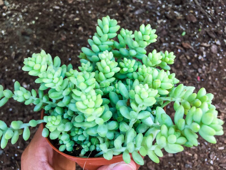 Sedum Burro\u2019s Tail Succulent Plant Cute Pot Donkey Tail Plant Succulents Donkey/'s Tail Plant Terrarium Hanging Plant Sedum Morganianum