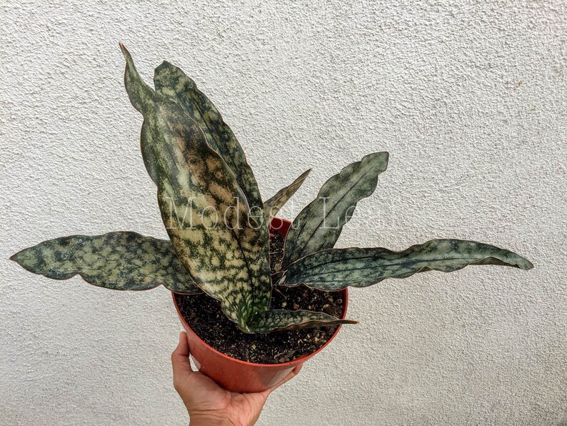 RARE Sansevieria Kirkii �Coppertone� Plant Snake Etsy