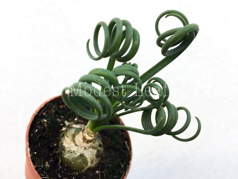 LIMITED Frizzle Sizzle Plant Albuca Spiralis LIVE Plant House Plant Frizzle Sizzle Plant Unique Curly Foliage Bulb Plant Plant Gift