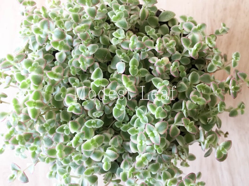 Sedum Little Missy Exotic Succulent Plant Sedum Little Missy Ground Cover Long Strand Succulent Ground Cover Succulent Rare Plant 4 in Pot