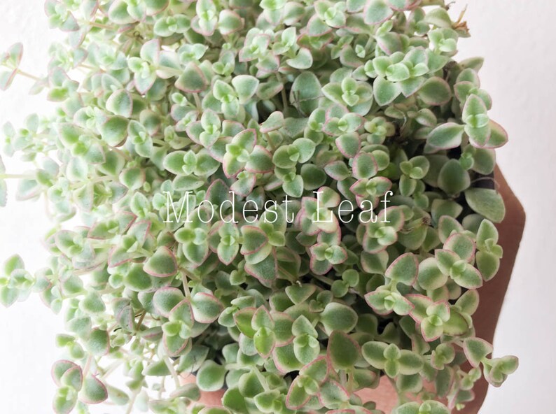 Sedum Little Missy Exotic Succulent Plant Sedum Little Missy Ground Cover Long Strand Succulent Ground Cover Succulent Rare Plant 4 in Pot